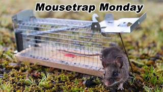Catching Mice In The Barn With A Tiny Live Catch Cage Mousetrap I Found On Ebay . Mousetrap Monday