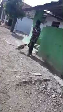 Ayam vs orang Gila.. orng gila kalah