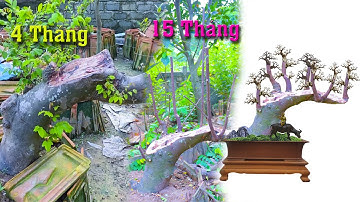 Cây Khế Gốc To làm Dáng Cụm Rừng Trên Thân