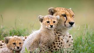 Sam Cardon & Kurt Bestor. Sage Of Lamberéné