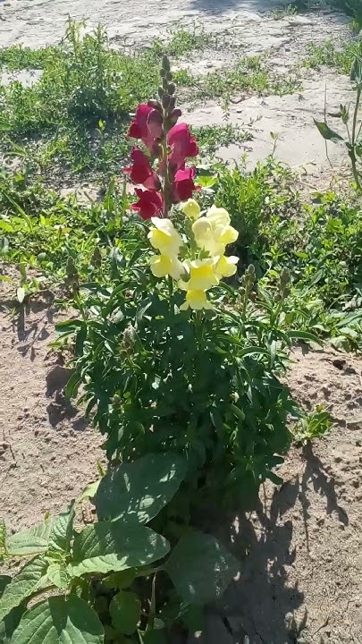 ,,Львиный зев,,💞🦁- пестрые,яркие кустики.#garden #Сад.#Клумбы. - YouTube