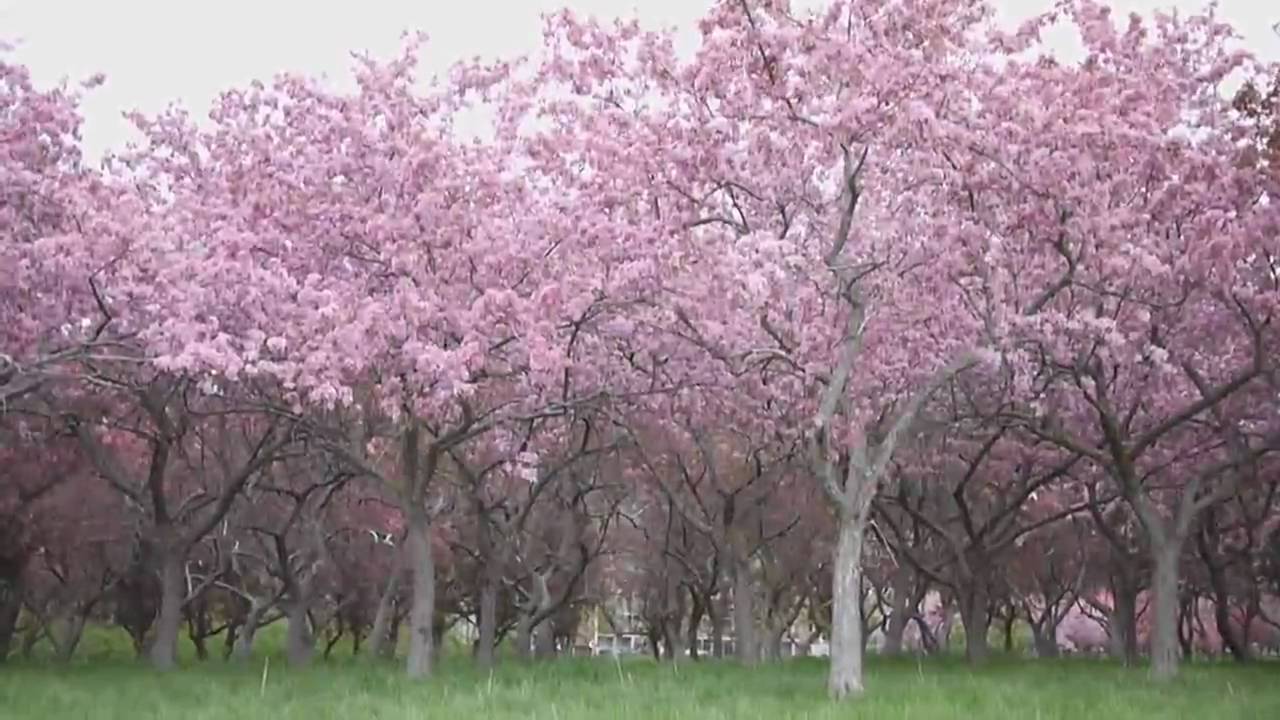 Cherry Blossom Ottawa 2010 YouTube
