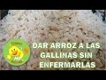 Como dar Arroz a las Gallinas sin Enfermarlas  Chicken Animals1