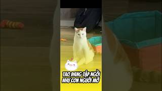 Tao đang tập ngồi nha#cat#cutecat#catlovers#catshorts#funnycats#viralvideo#youtubeshorts#fyp #shorts