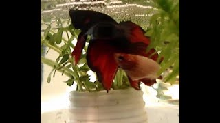 Breeding Tropical Fish Betta - Don't Kill the Female