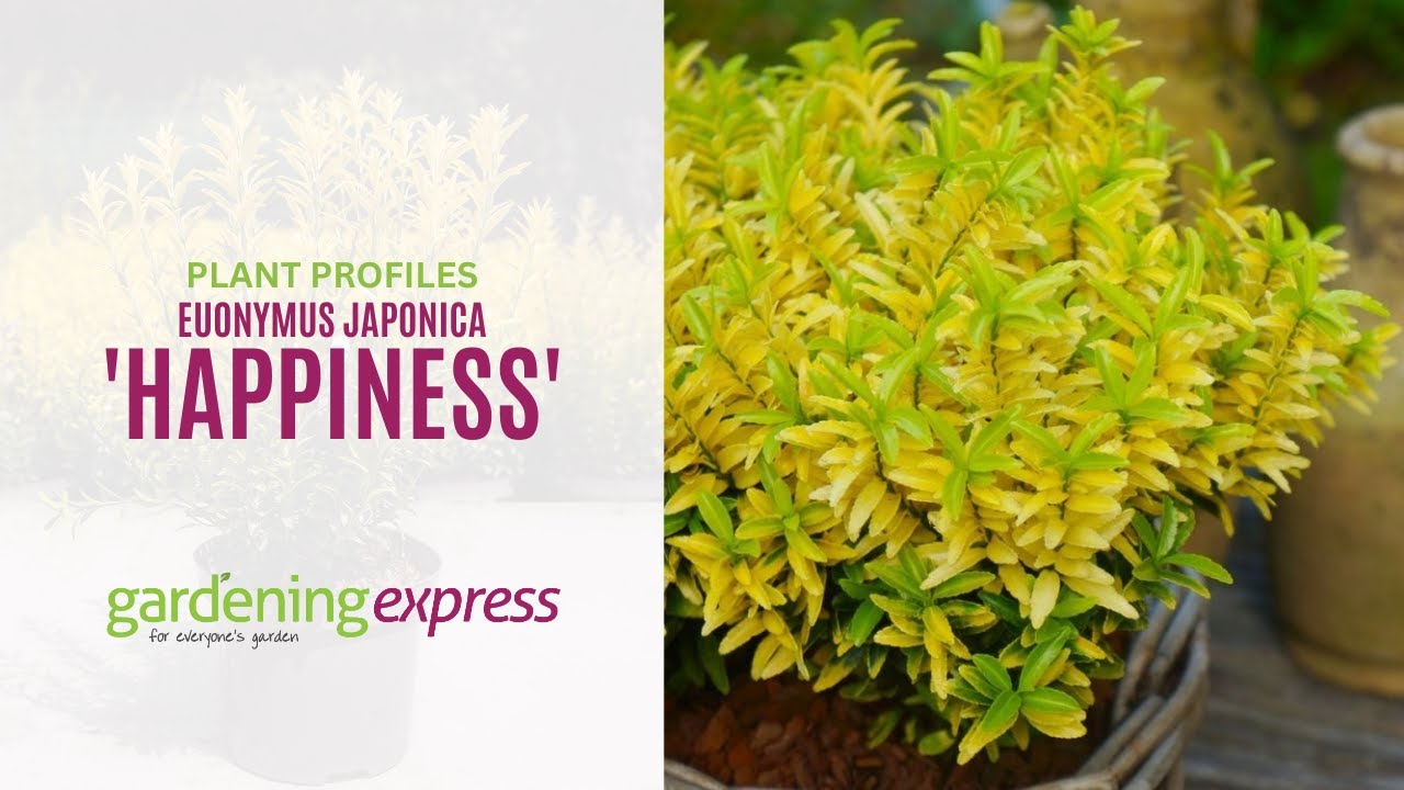 Euonymus japonica - 'Happiness'