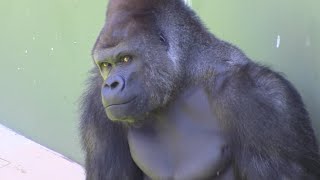 シャバーニ家族 516 Shabani family gorilla