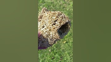 Weaver bird 🕊️ 🐦 nest closeup. Cape Weaver.