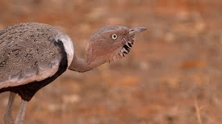 Buff-crested Bustard Courtship