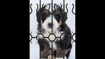 Remove Fence with 1 Simple Step in Photoshop