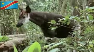 OKAPI IN NATURE (African animal in the Congo 🇨🇩 jungle)