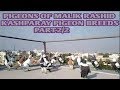 Pigeons of malik rashid part22 kashparoon ka shouq