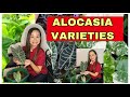 22 VARIETIES OF ALOCASIA PLANT + ORNAMENTAL PLANT + Giant Alocasia   #alocasia #plantita #plantito