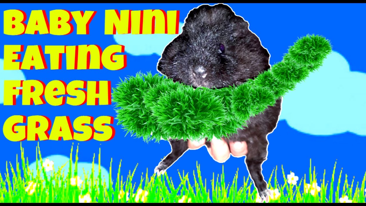 baby-guinea-pig-eating-fresh-grass-youtube