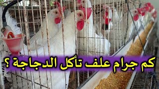 كم جرام من العلف تأكل الدجاجة | تعرف على طريقة تغذية دجاج البيض