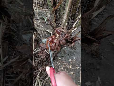 Cara memetik salak #cara #caramemetik #memetik #salak #tang #shorts #salakpondoh