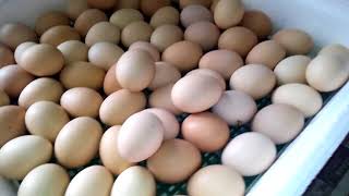 18 день інкубаціі курячих яєць. ПТАХІВНИЦТВО ДЛЯ ПОЧАТКІВЦІВ.