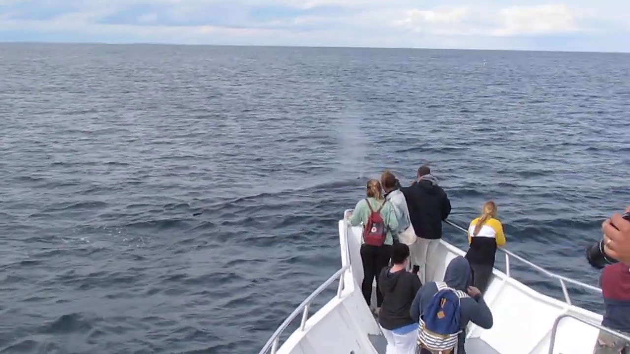 Fin Whale Close Encounter - YouTube
