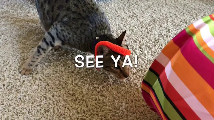 Watch the video about Savannah Cat Tazz - FUNNY LAZY CAT