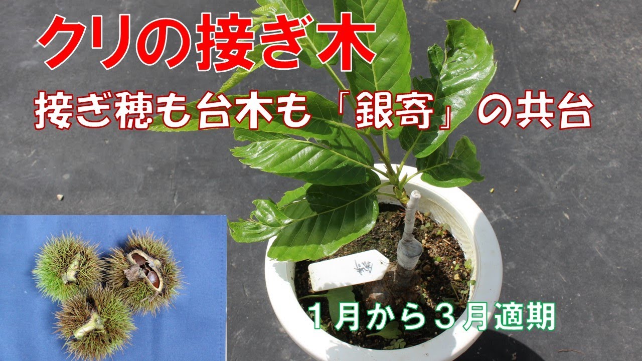 接ぎ穂の作り方: 接穂 読み方 : 色々な 接ぎ木の方法 – QVUWFR