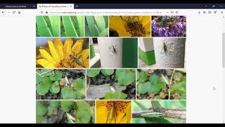 Citizen Science at Home: iNaturalist and Wikipedia How To screenshot 3