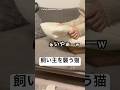 襲ってきた猫を即返り討ち　#猫　#ねこ　#猫のいる暮らし #ねこのいる生活 #かわいい猫