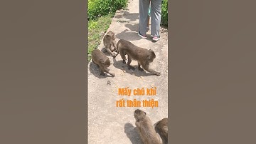 KDL Cầu tre xuyên rừng - Cù Lao Dung, Sóc Trăng