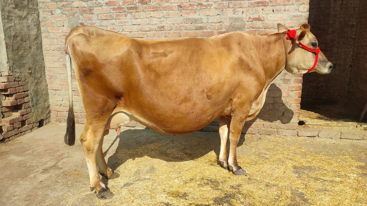 Jersey Cow for Sale, ਜਰਸੀ ਗਾਂ ਵਿਕਾਊ YouTube