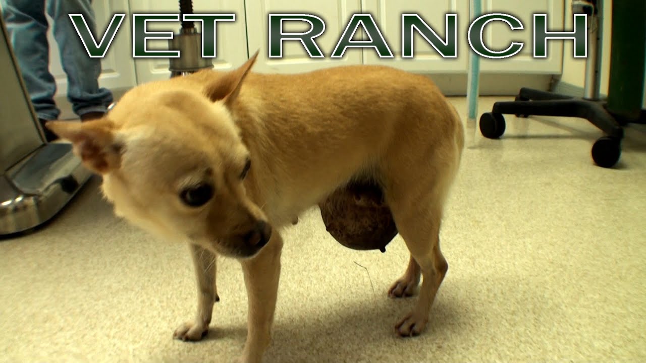 Giant Abdominal Hernia, Chihuahua, Graphic Surgery - YouTube