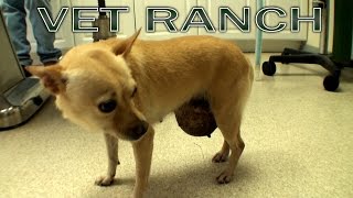 Giant Abdominal Hernia, Chihuahua, Graphic Surgery