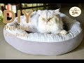 DIY Pet bed || How to ที่นอนสัตว์เลี้ยง