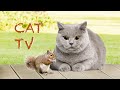 🐾CAT TV | 고양이를 위한 자연속 다람쥐 영상 3시간 🐭