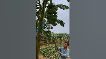 Smart technique for cutting banana trees  #shorts