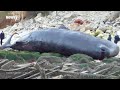 Scientists Offer Theory As To What Killed 30 Sperm Whales - Newsy