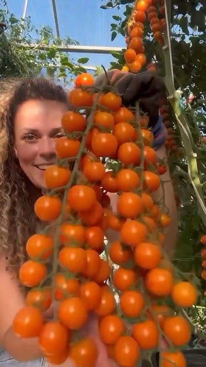 Помидоры 🍅 которые завалят урожаем - YouTube