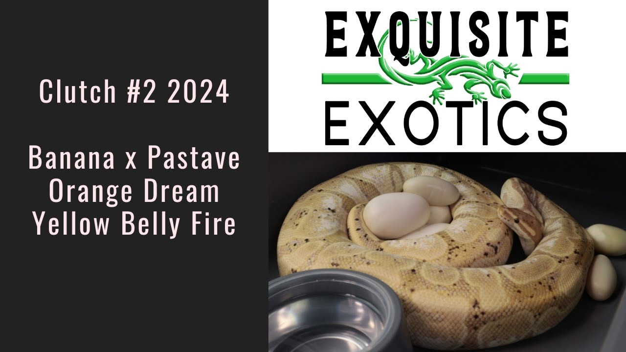 Clutch#2 2024 - Banana x Pastel Mojave Orange Dream Yellow Belly Fire