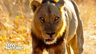 MK Alpha Male Lions Prepare for A Showdown