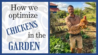 How to prepare a productive garden easily with CHICKENS