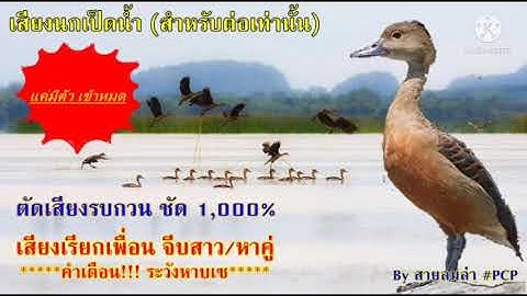 เสียงนกเป็ดน้ำ เสียงนกเป็ดแดง (สำหรับต่อเท่านั้น) ****คำเตือนระวังหาบเซ****