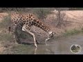 Giraffe Drinking Water Up Close