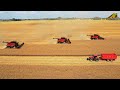 Rapsernte 2021 in der Uckermark 3 Case IH 8250 Mähdrescher im Großeinsatz Landwirtschaft Brandenburg