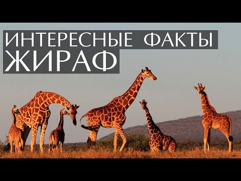 Видео: Как спи жираф