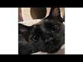 TFLO Start Pause Official Visualizer TFLO Start Pause Official Visualizer