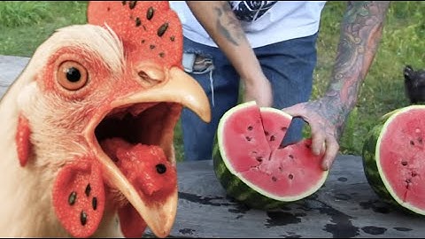 I feed my chickens pumpkins that I grew in my garden - look what they do!