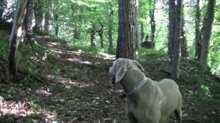 Consett, Shotley Bridge To Allensford With Alfie The Weimaraner