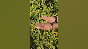 Makhamali🌱आम्ही जावा जावा💃 #shorts #viralvideos #trending