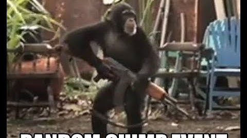 RANDOM CHIMP EVENT 🐒