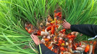 Amazing Find Betta Fish on Rice Field A lot Fish.