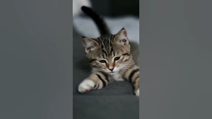 Video 11505271: british shorthair cat kitten, british shorthair cute cat, cartoon cat meowing kitten, kittens cat meow dancing, cat meowing sound kitten, drawing cute cats kittens