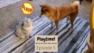 Playtime Episode 5: Street Fighter, Cat v. Dog Edition (Cat and Dog play fighting) by Sultan and Cairo 5,467 views 3 years ago 5 minutes, 30 seconds